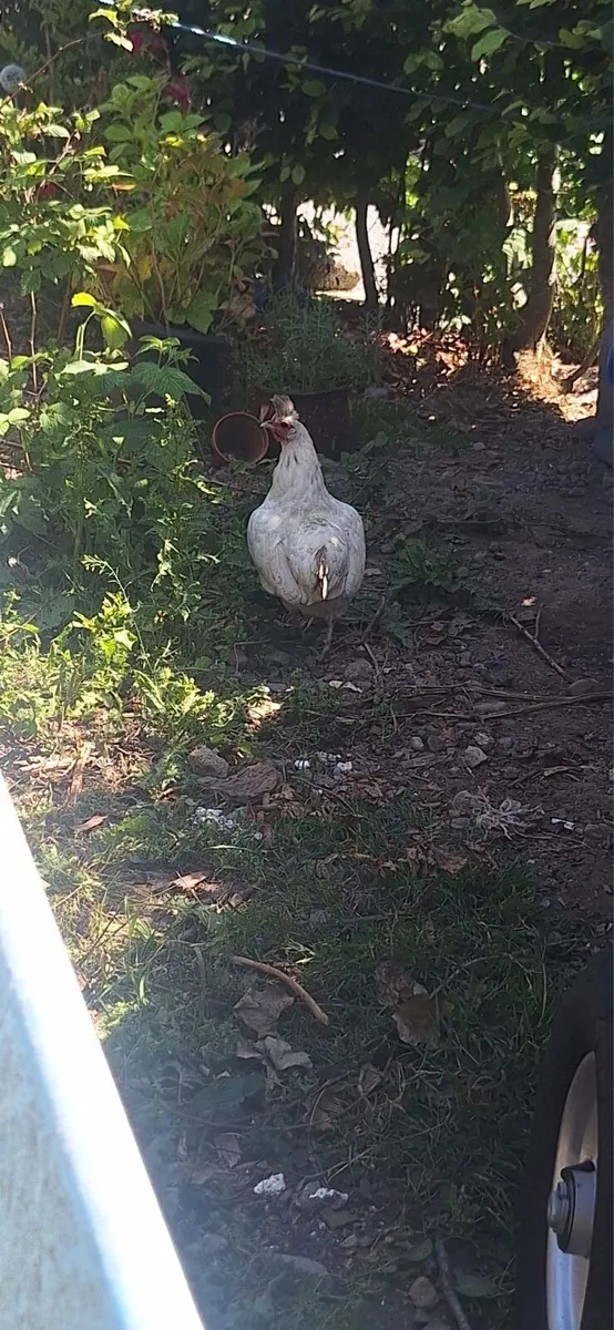 Appenzeller chickens and Rooster - Image 2