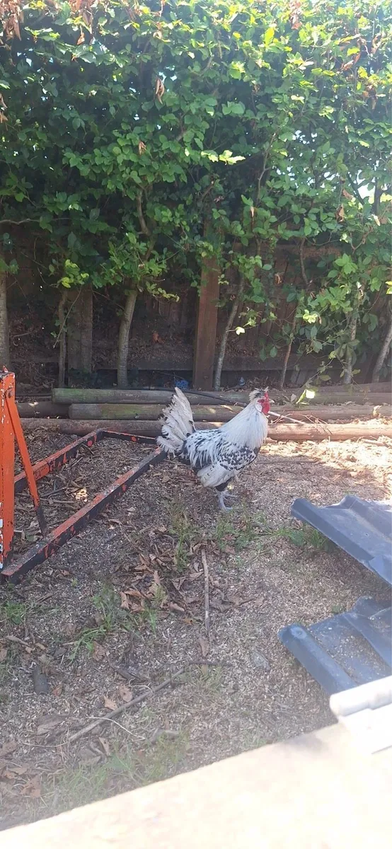 Appenzeller chickens and Rooster - Image 3