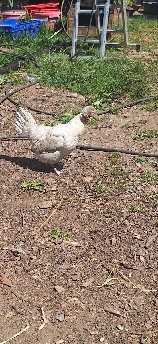Appenzeller chickens and Rooster - Image 4