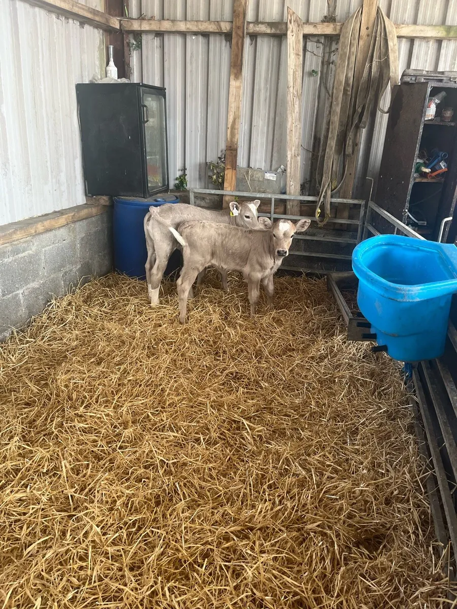 2 Charolais heifer calves - Image 1