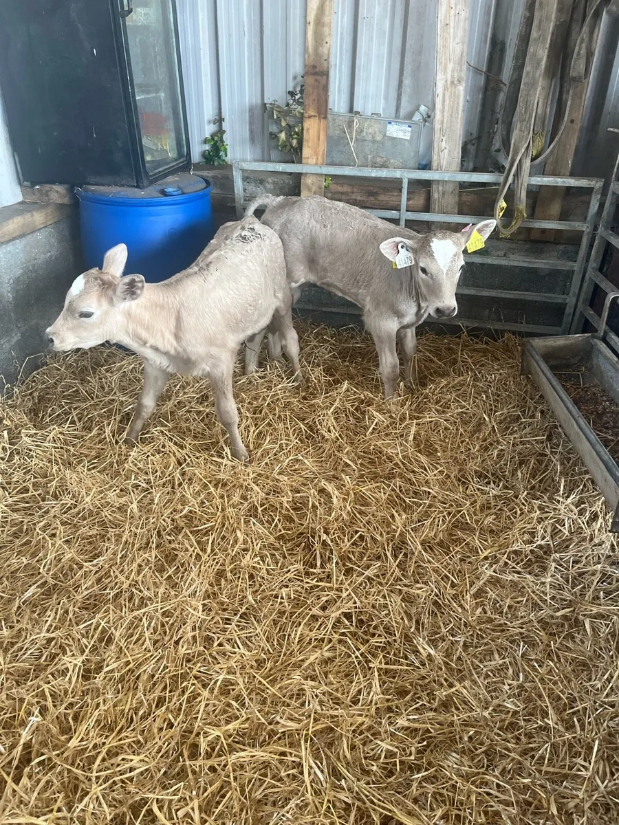 2 Charolais heifer calves - Image 2