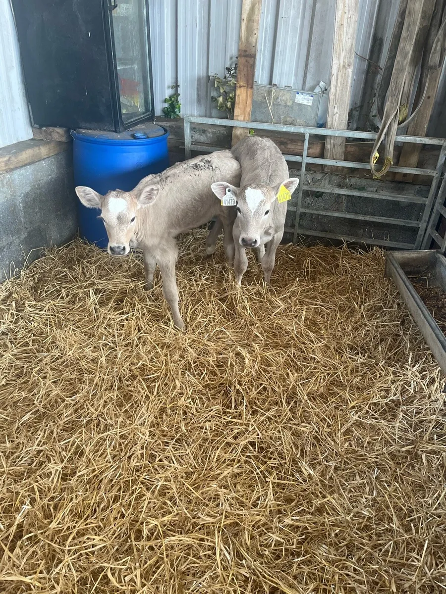 2 Charolais heifer calves - Image 3
