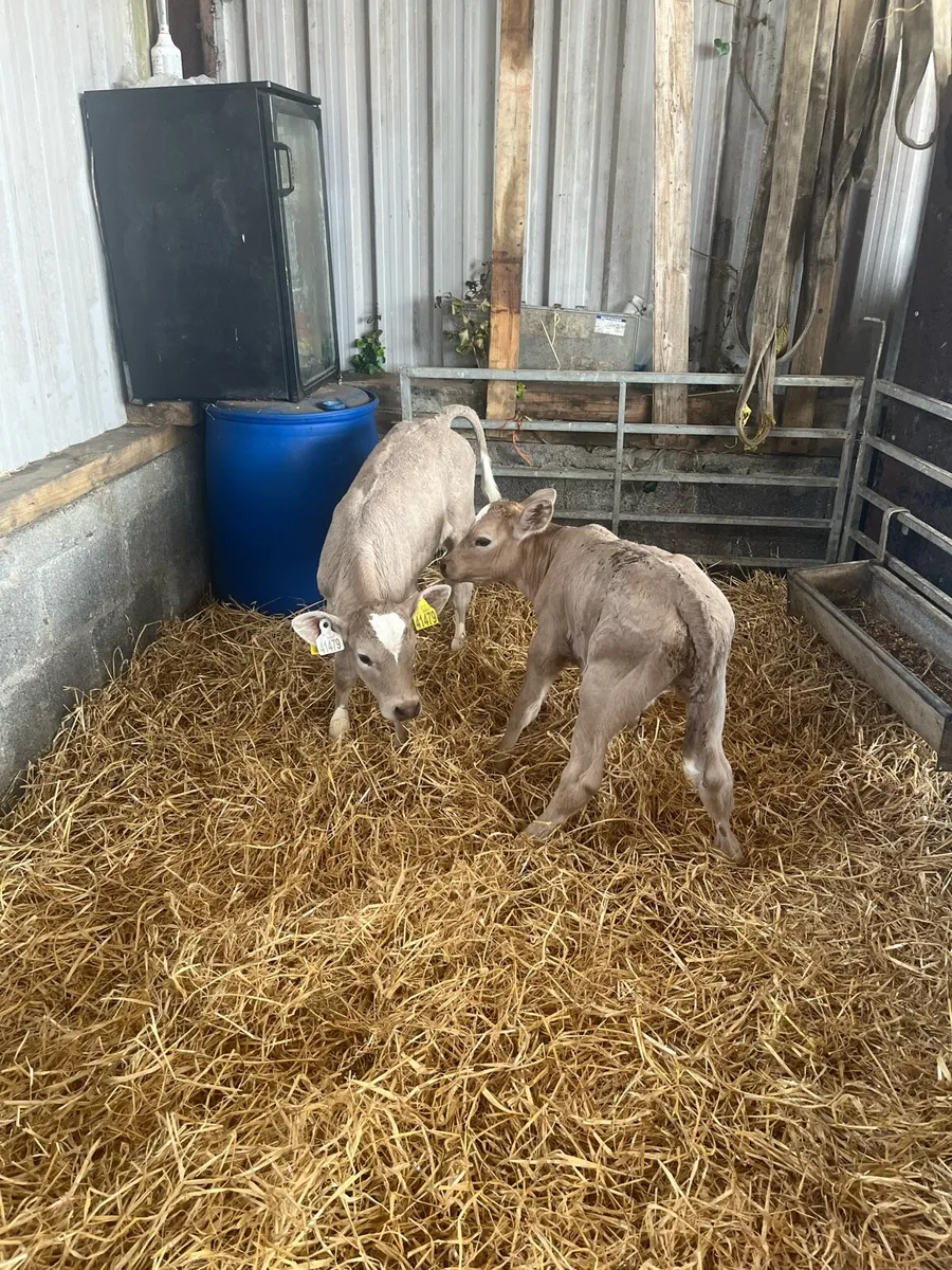2 Charolais heifer calves - Image 4