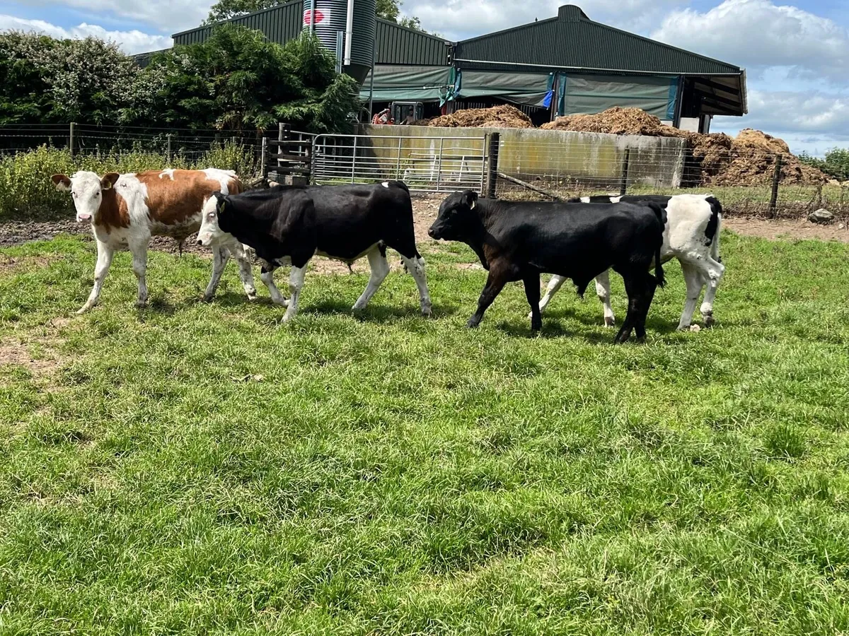 11 super continental bull weanlings - Image 2