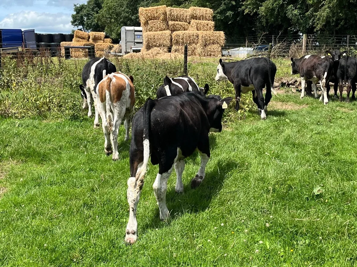 11 super continental bull weanlings - Image 4