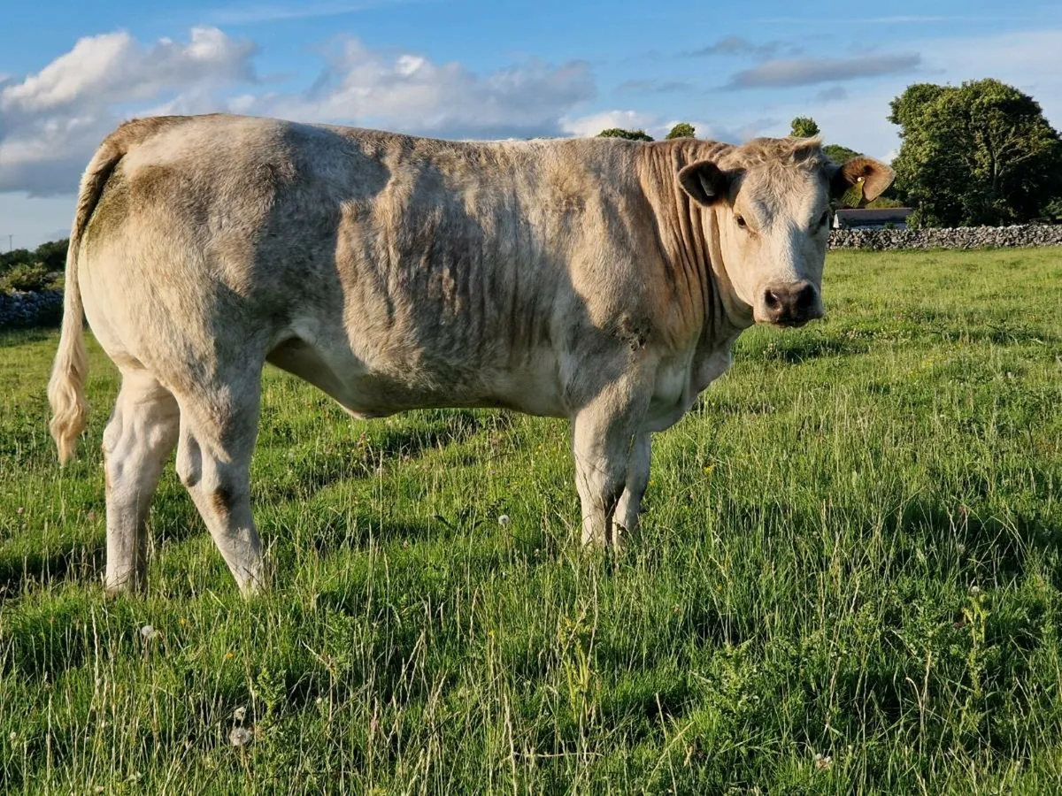Super bulling heifer - Image 1