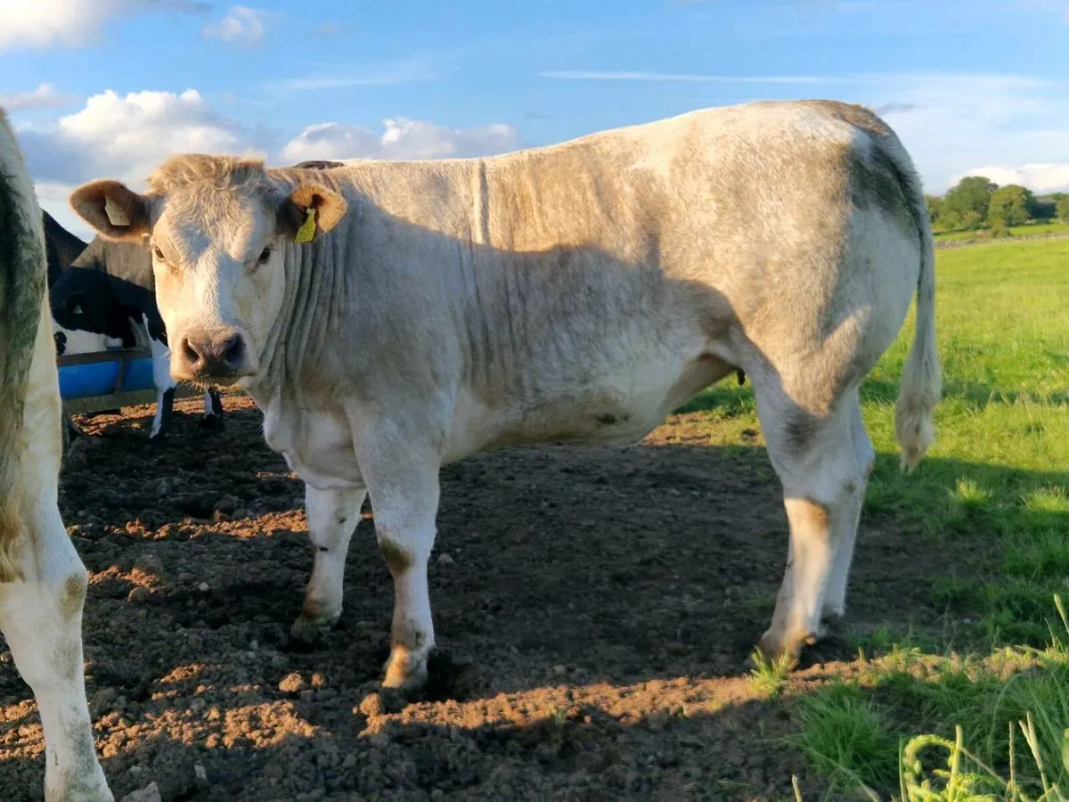 Super bulling heifer - Image 2