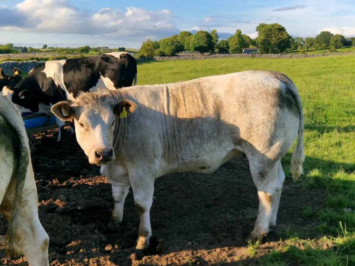 Super bulling heifer - Image 3
