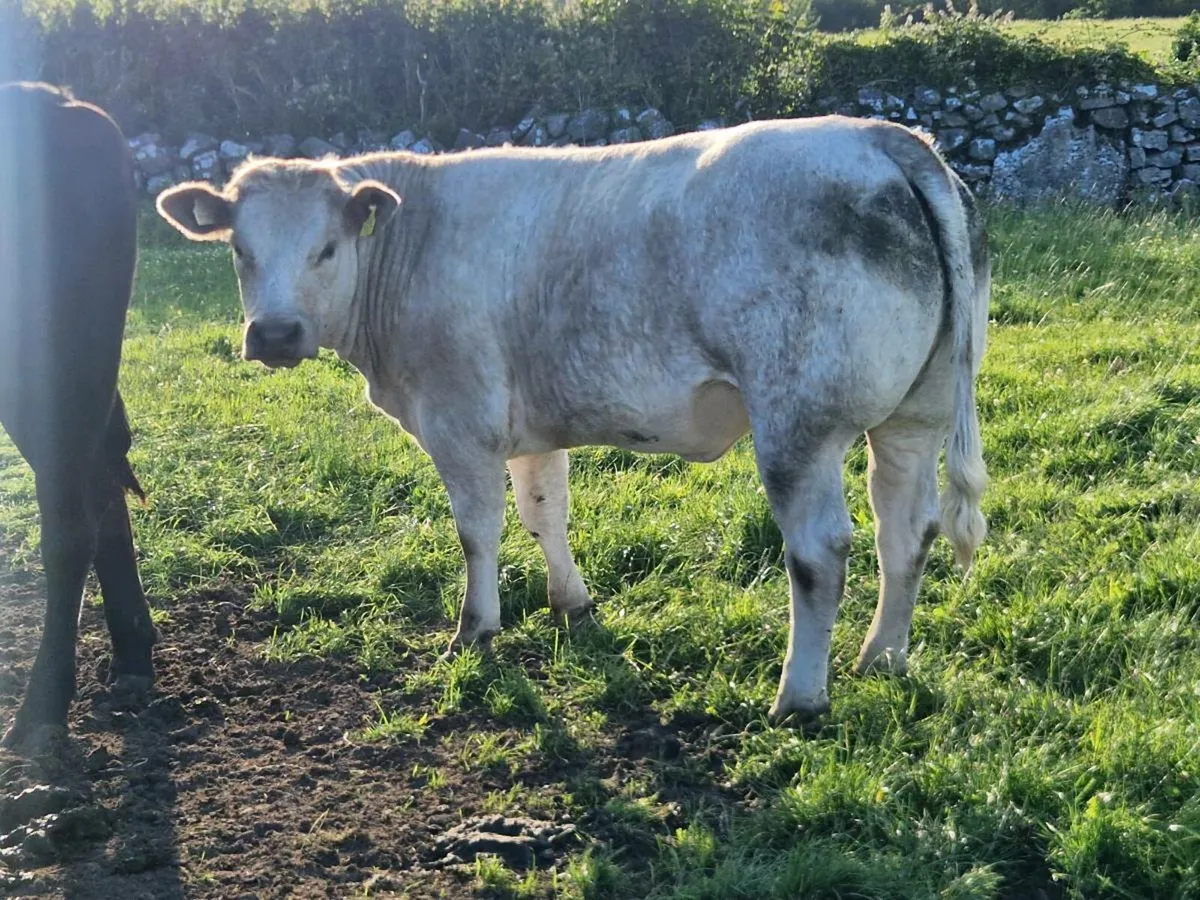Super bulling heifer - Image 4