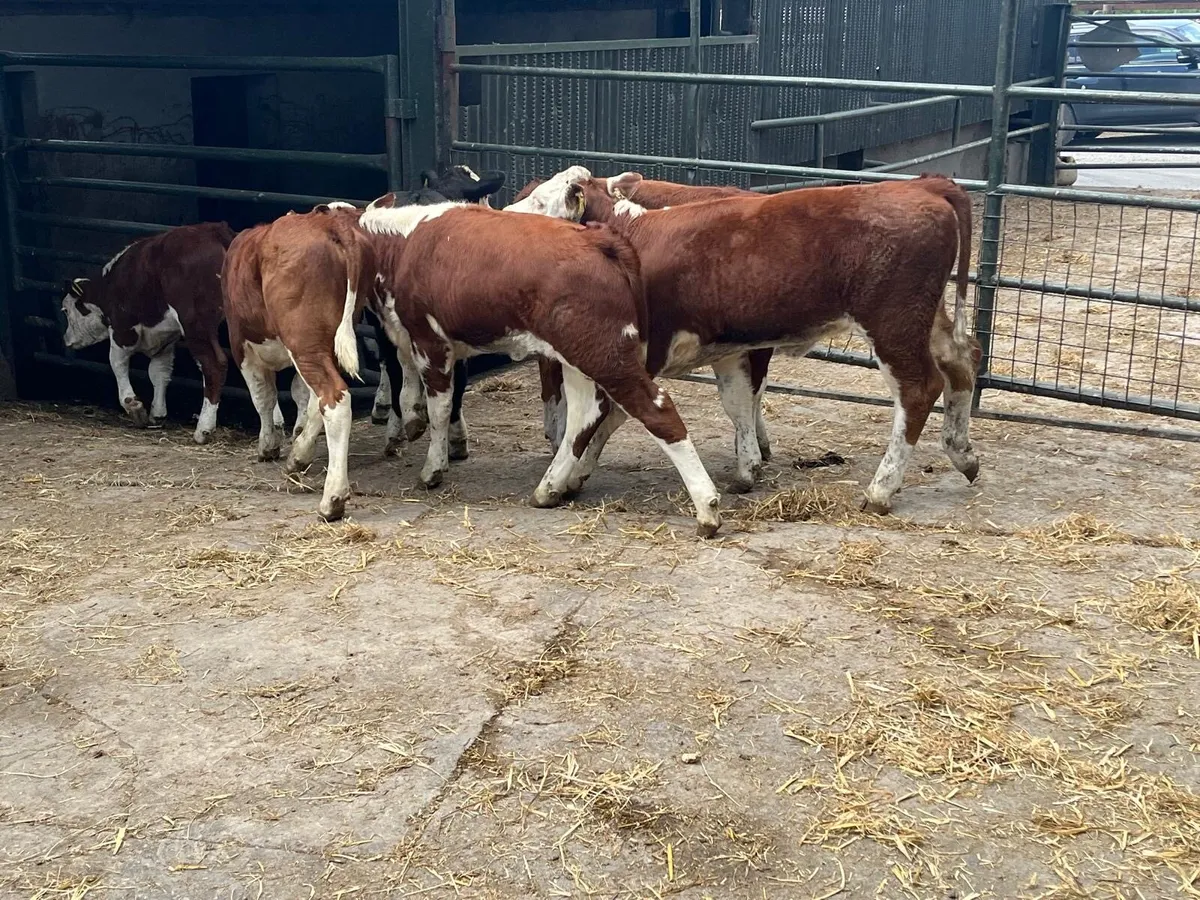 6 suckler bred Hereford weanling heifers - Image 1