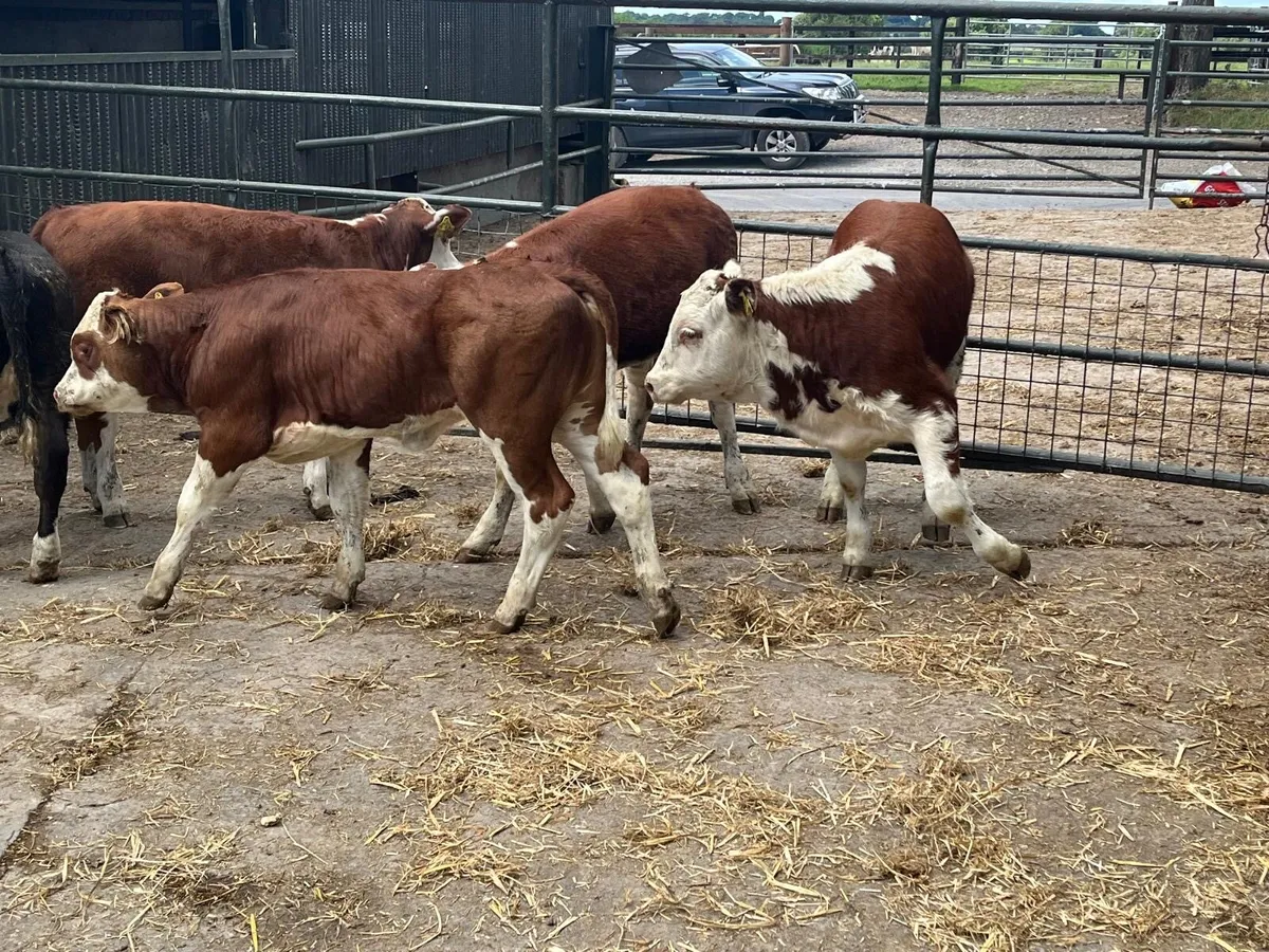 6 suckler bred Hereford weanling heifers - Image 2