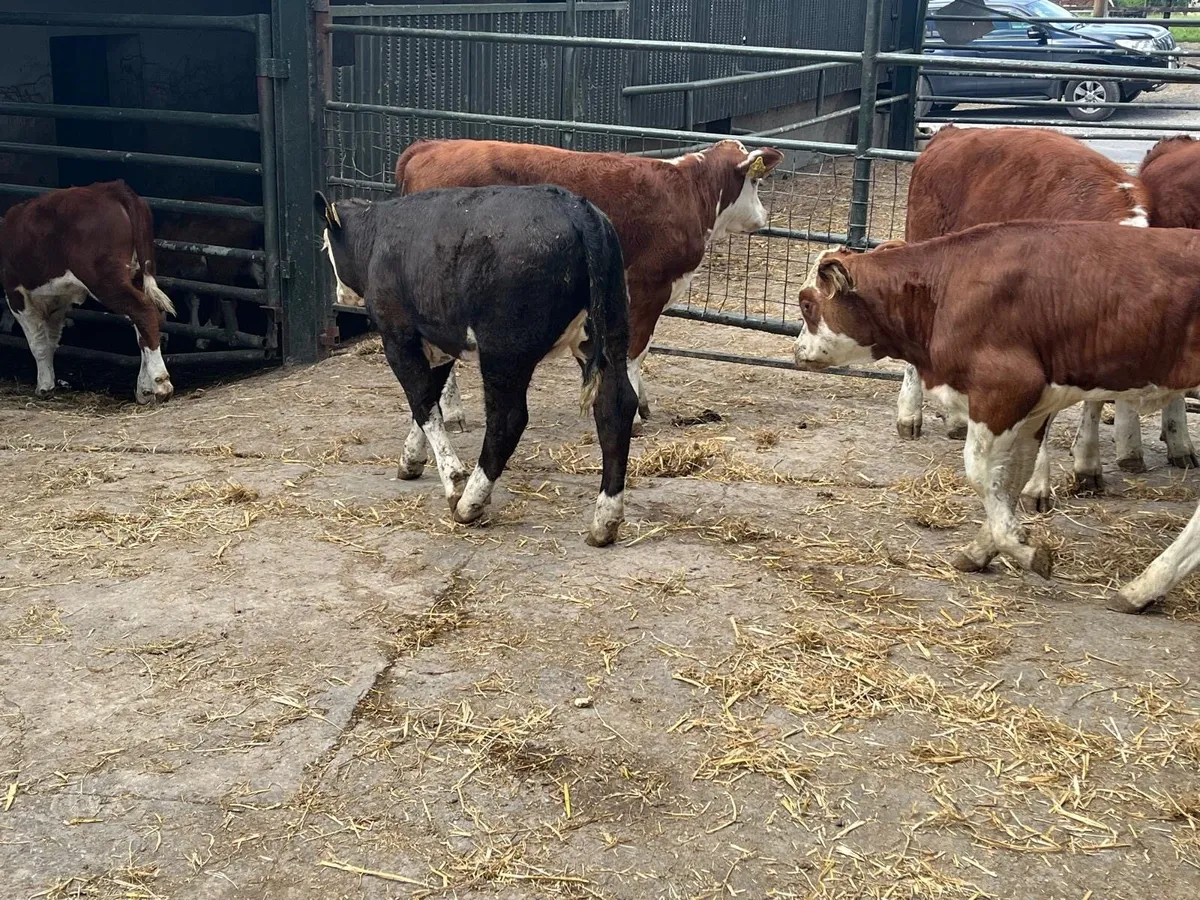 6 suckler bred Hereford weanling heifers - Image 3
