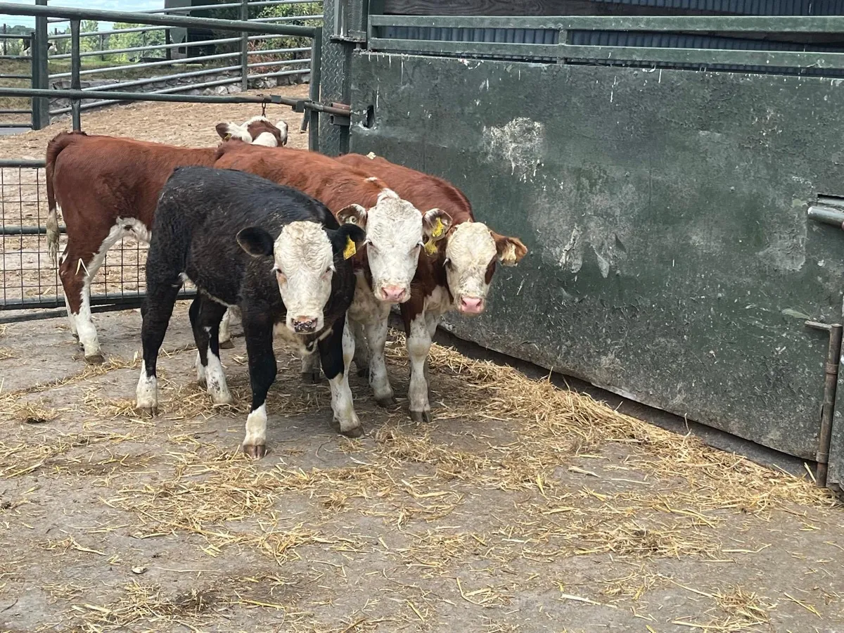 6 suckler bred Hereford weanling heifers - Image 4