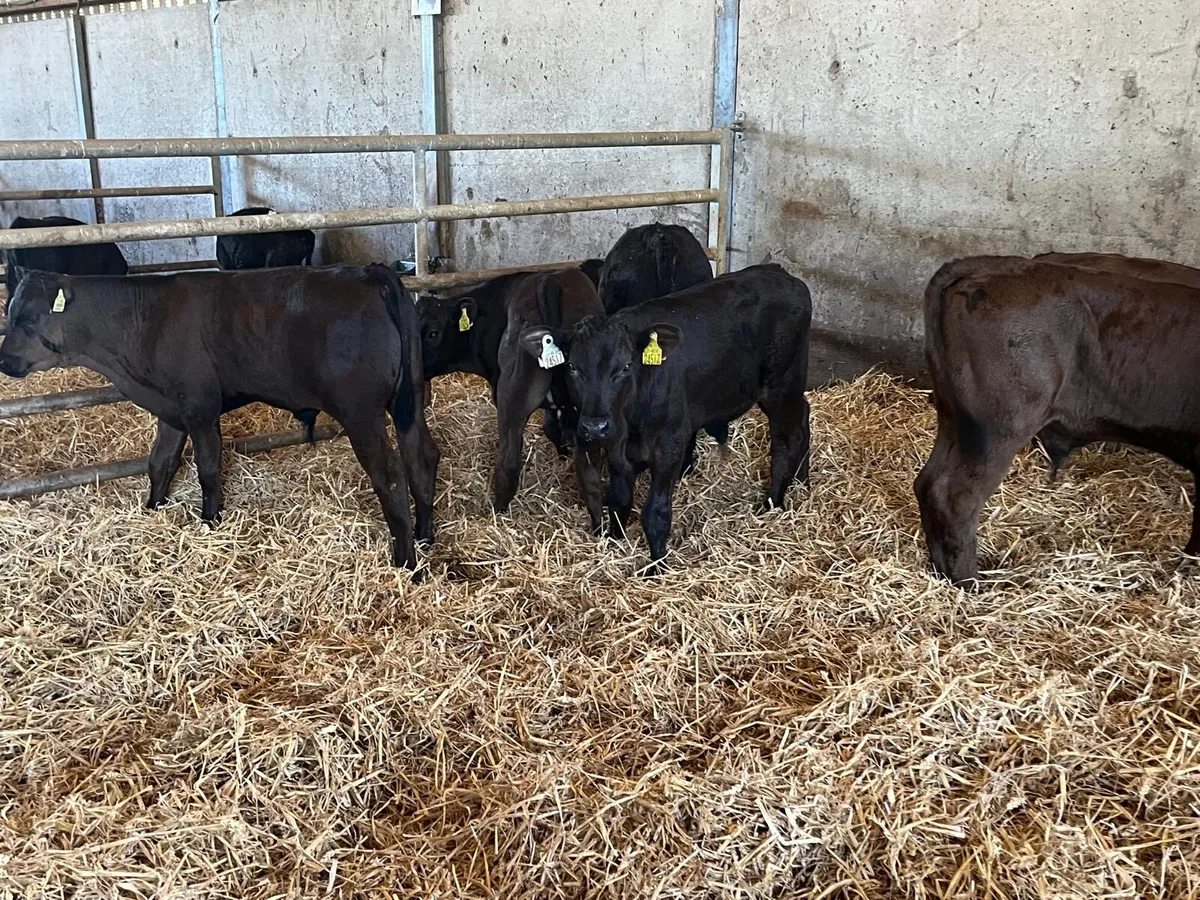 8 super  limousin bull runners - Image 1