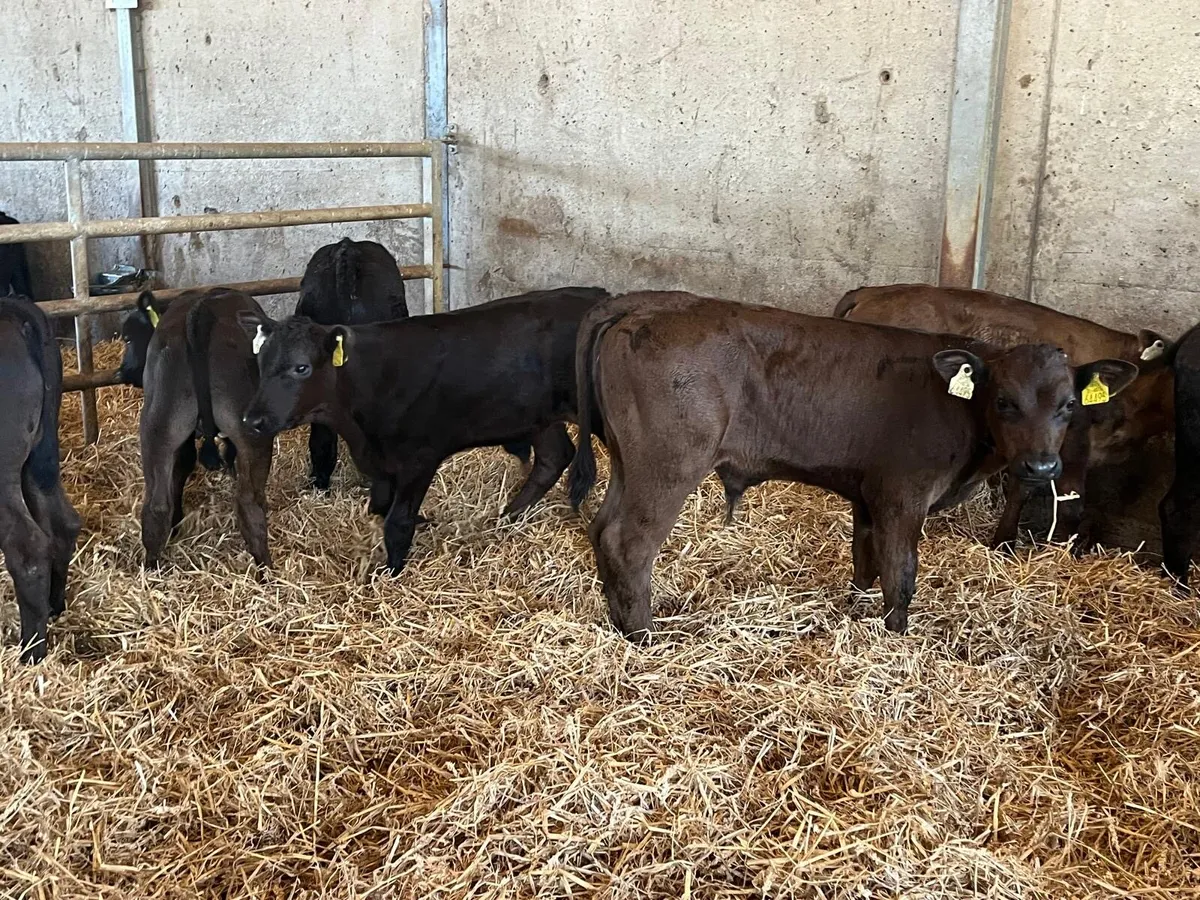 8 super  limousin bull runners - Image 2