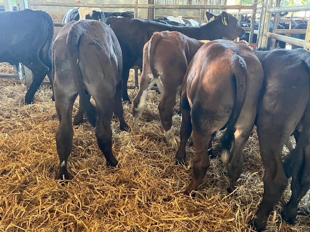 8 super  limousin bull runners - Image 3