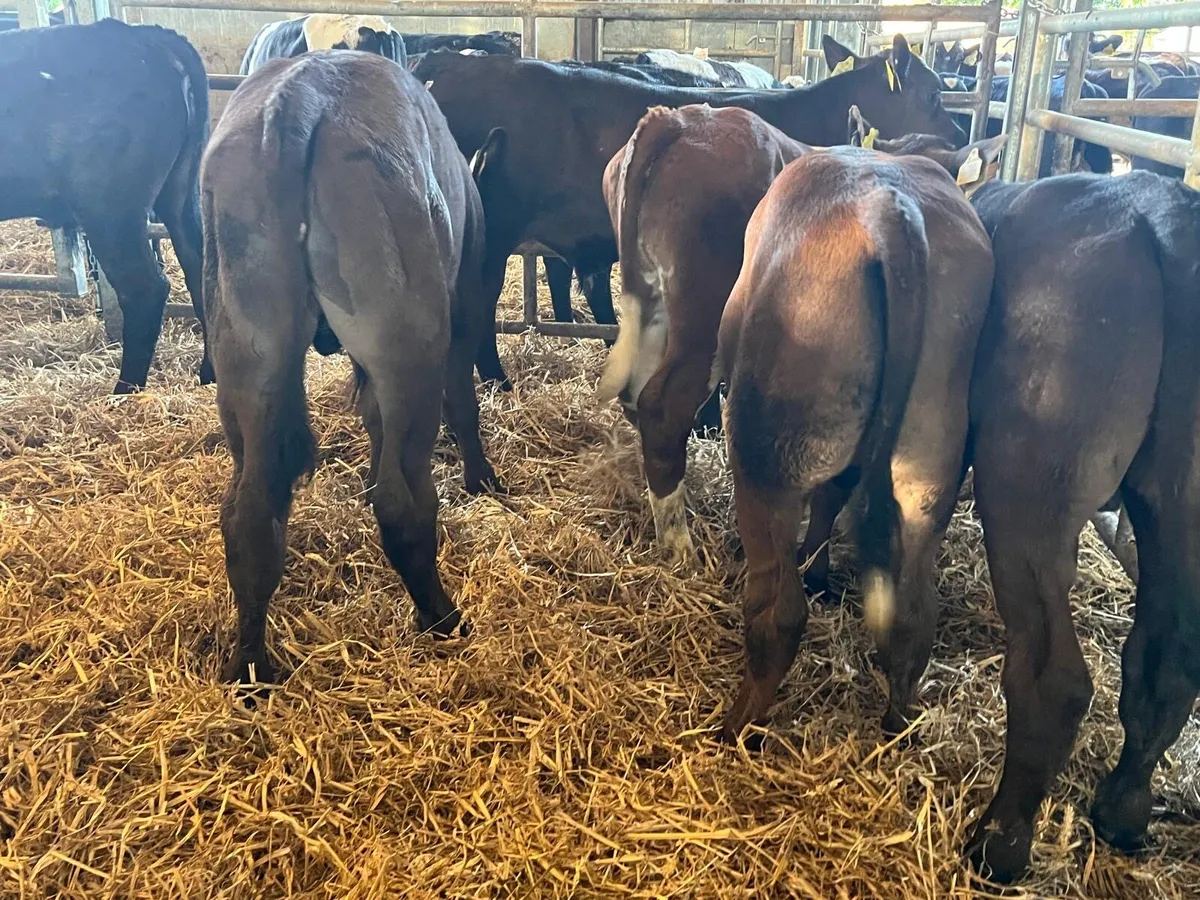 8 super  limousin bull runners - Image 4