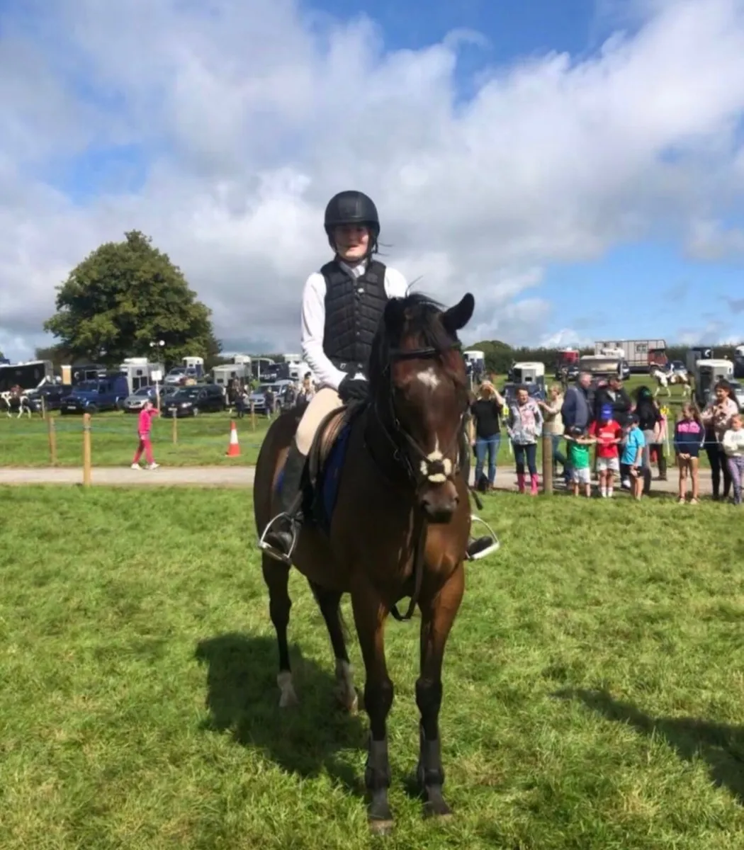 7yr Gelding. - Image 1