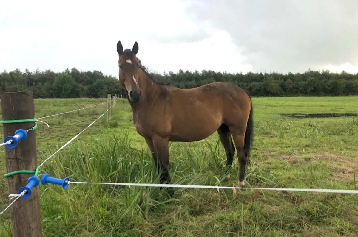 7yr Gelding. - Image 2