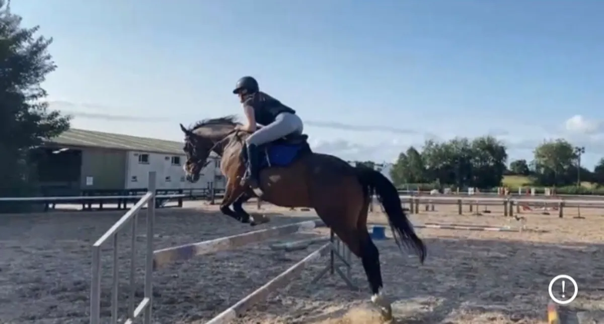 7yr Gelding. - Image 3