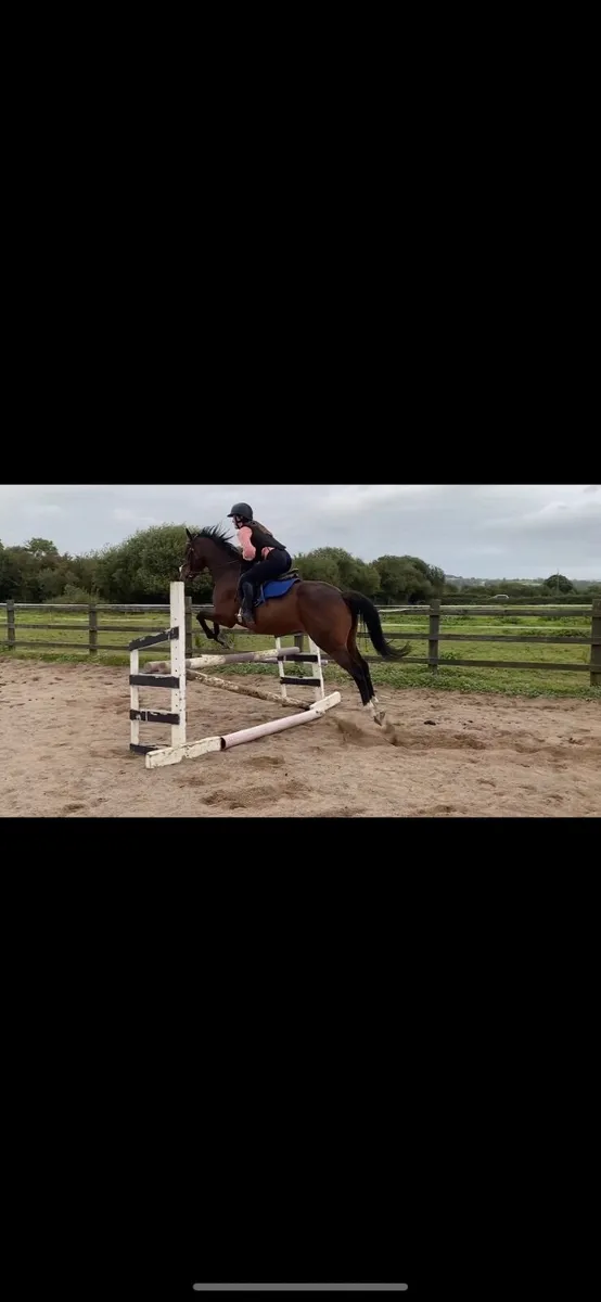 7yr Gelding. - Image 4