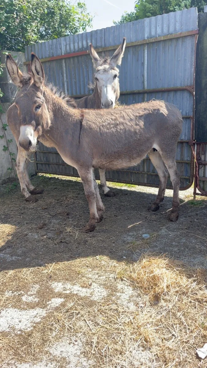 Two mare donkeys - Image 1