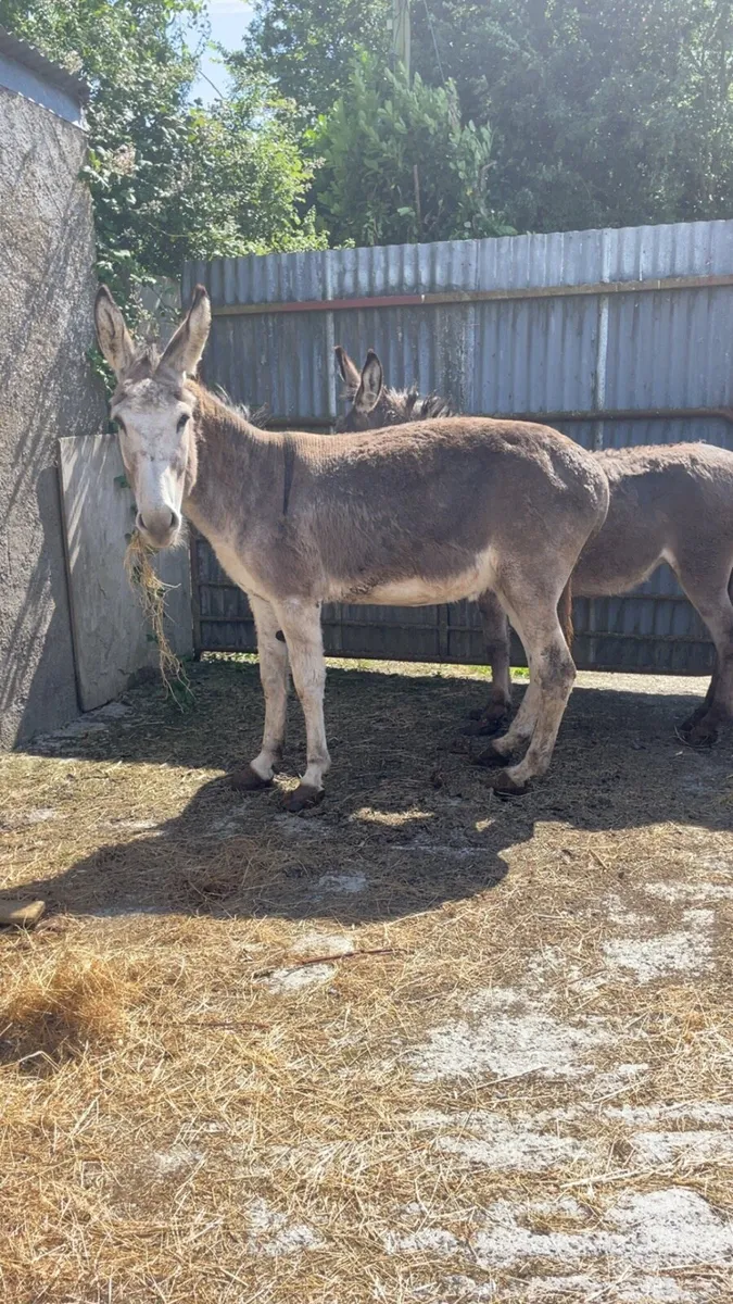 Two mare donkeys - Image 2