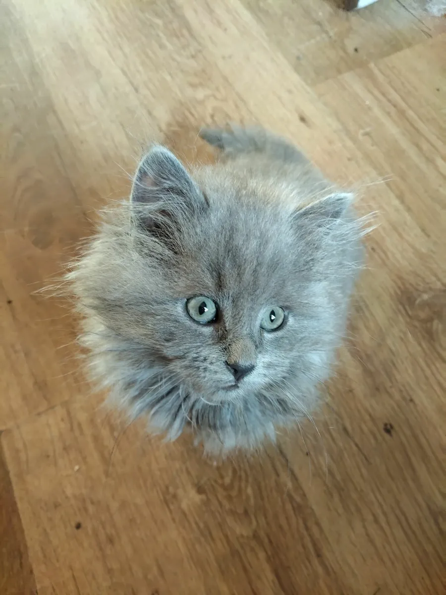 Long haired British Blue X - Image 1