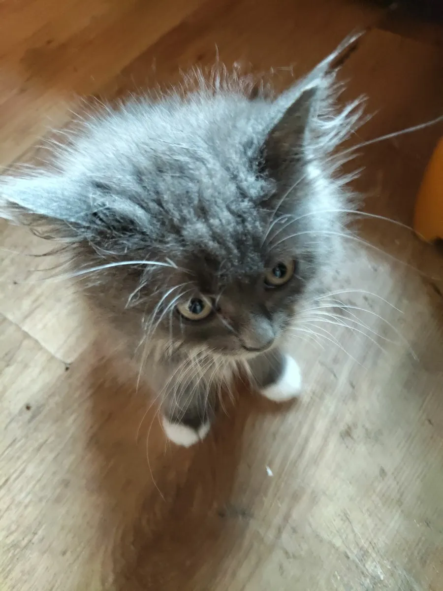 Long haired British Blue X - Image 2