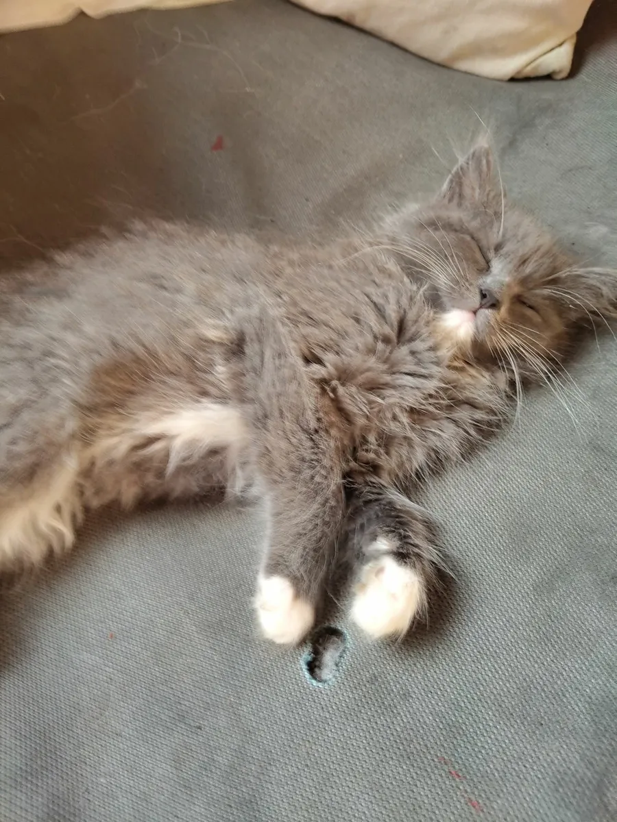 Long haired British Blue X - Image 3