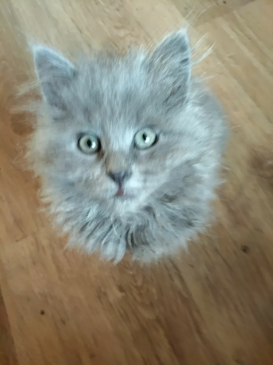 Long haired British Blue X - Image 4