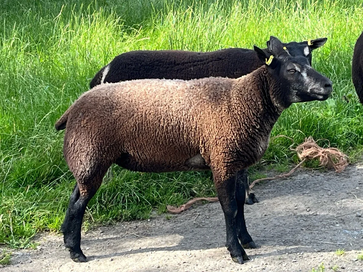 Pbr Blue hogget ewe - Image 1