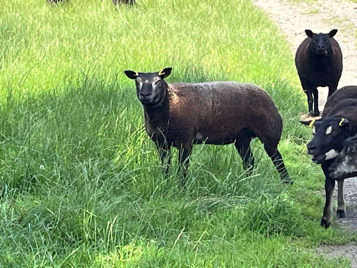 Pbr Blue hogget ewe - Image 2
