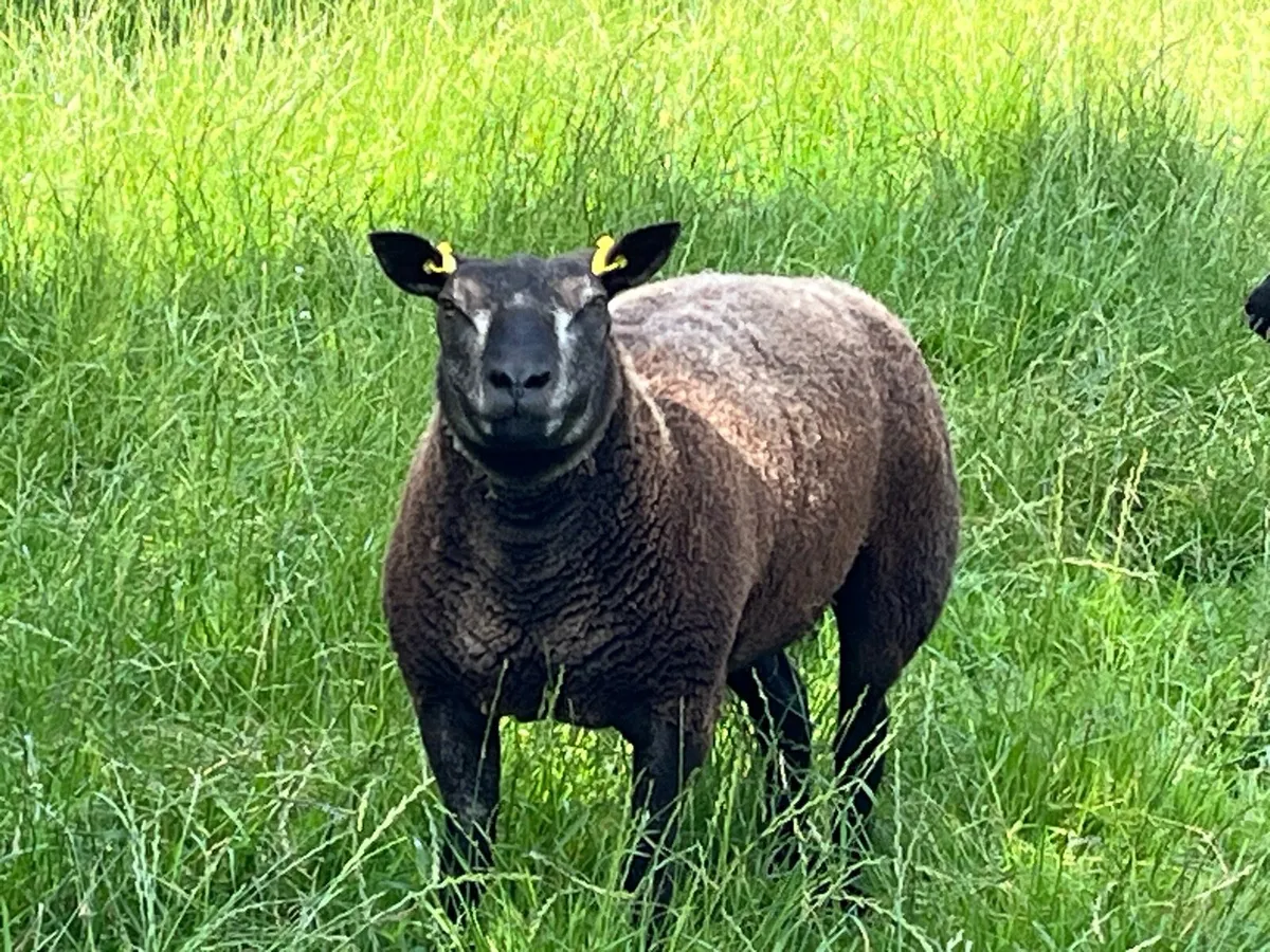 Pbr Blue hogget ewe - Image 3
