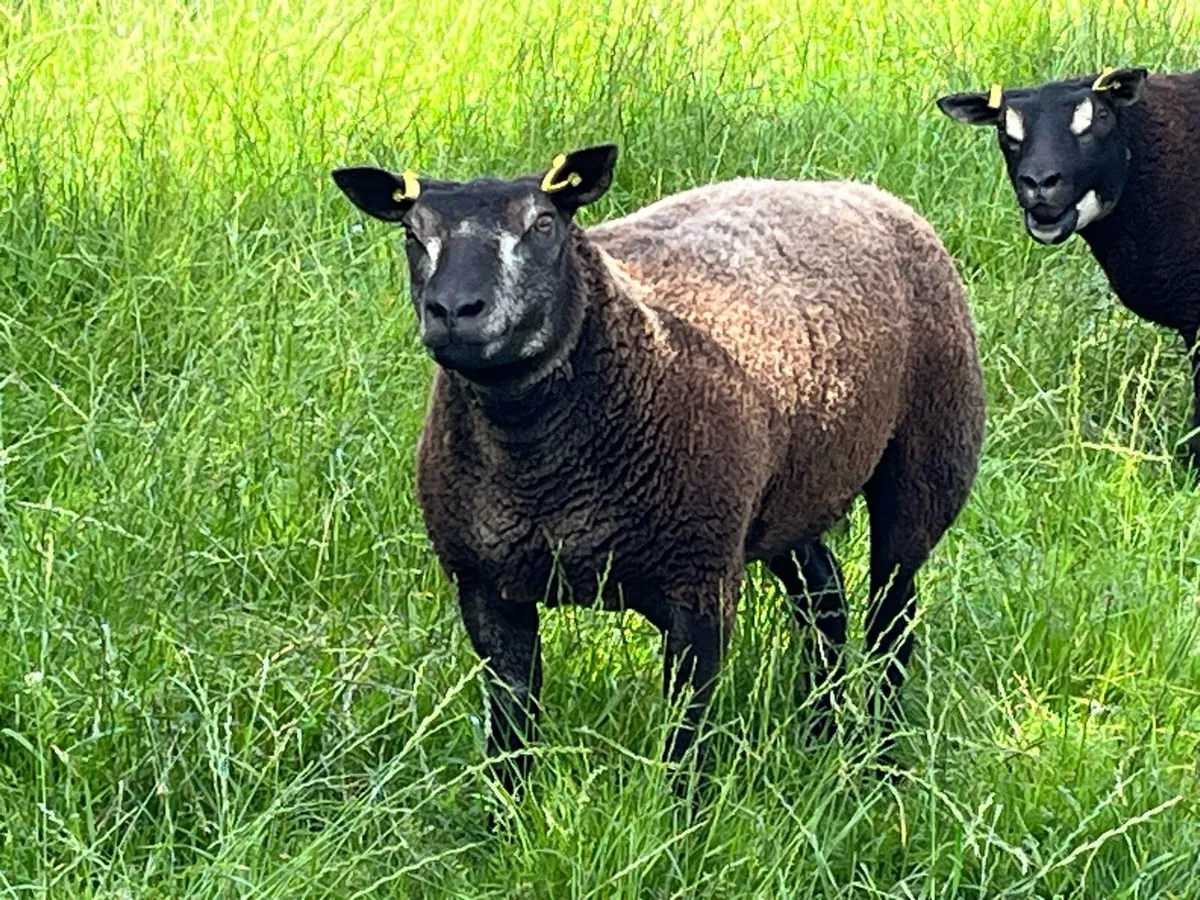 Pbr Blue hogget ewe - Image 4