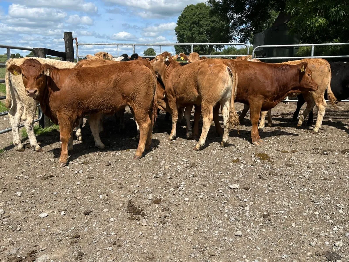 8 u grade red limosin heifers - Image 1