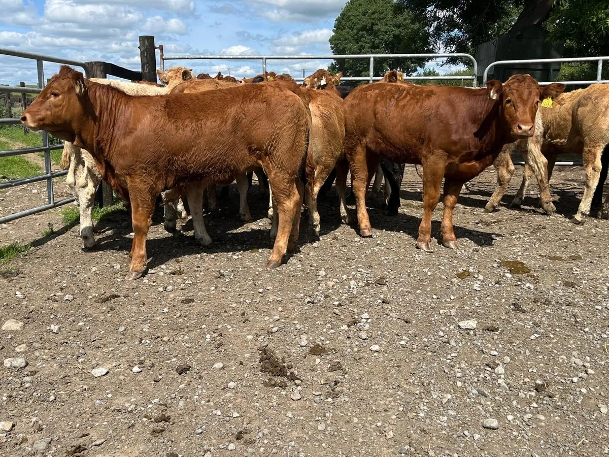 8 u grade red limosin heifers - Image 2