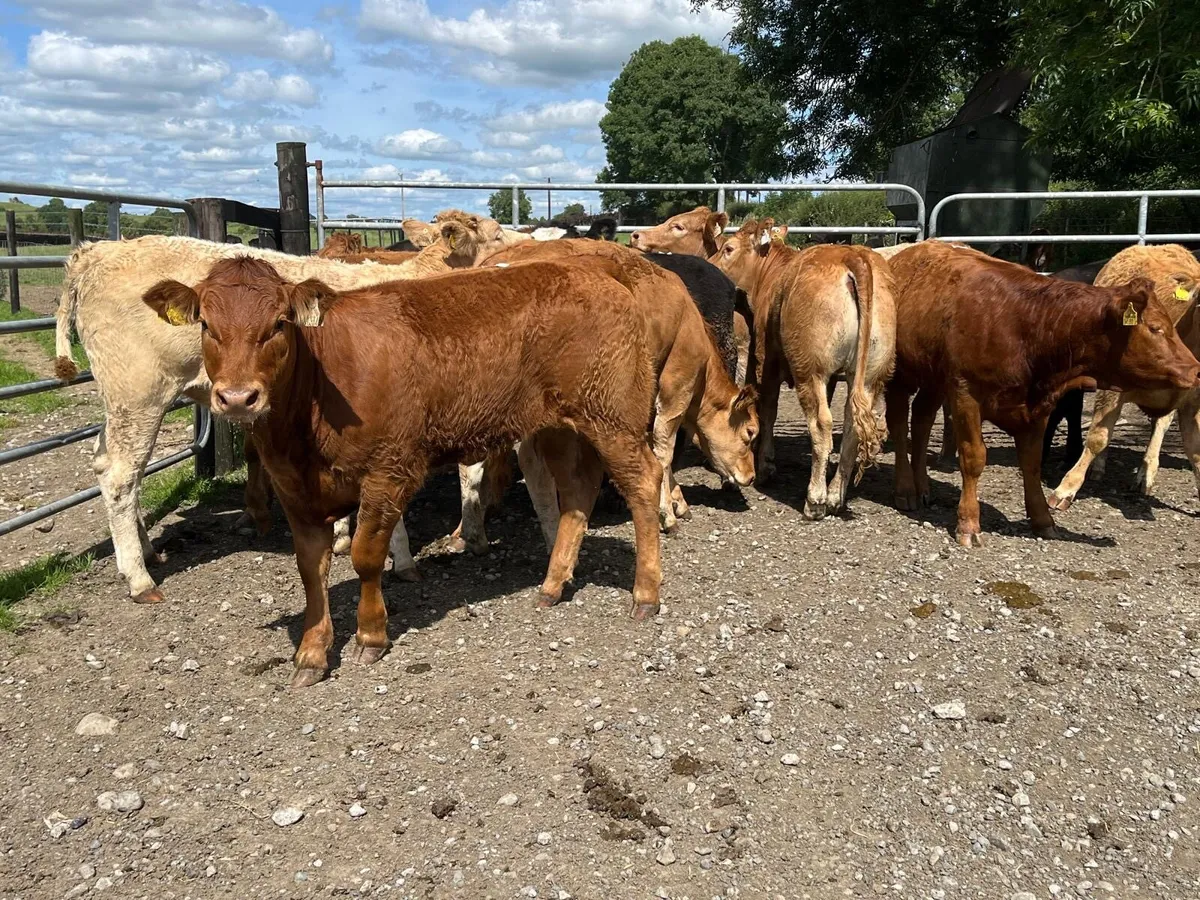 8 u grade red limosin heifers - Image 3