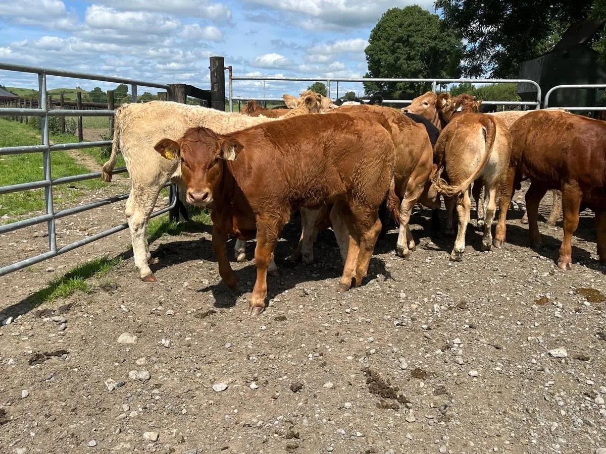 8 u grade red limosin heifers - Image 4
