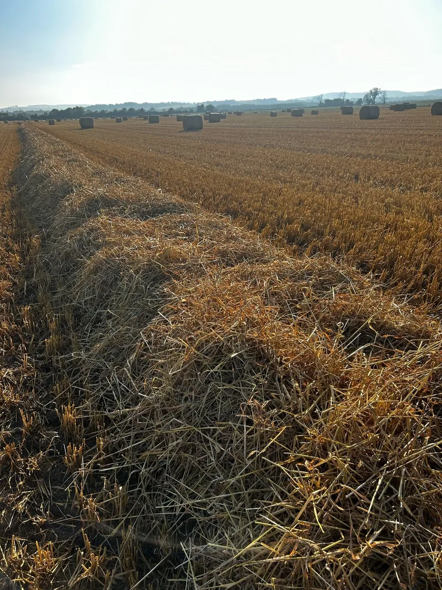 2025 STRAW - Image 1