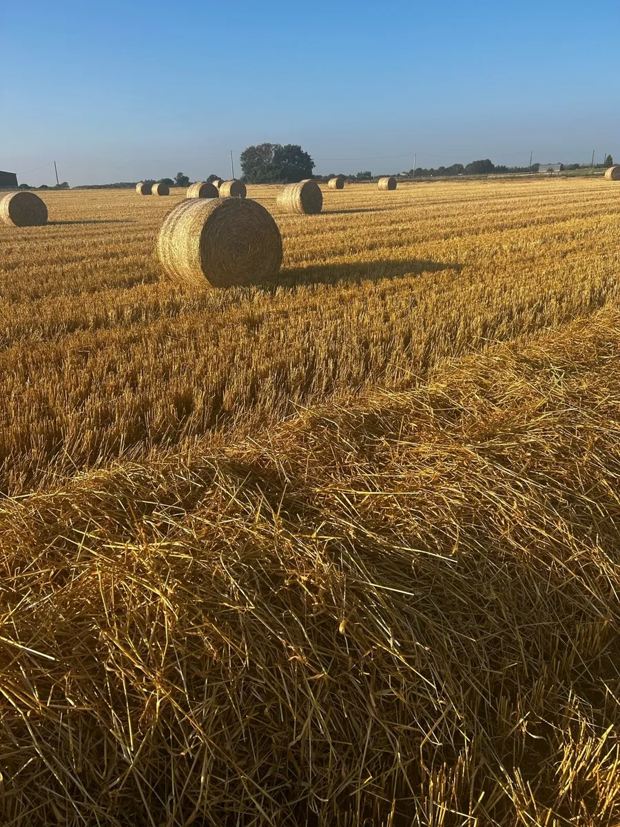 2025 STRAW - Image 2