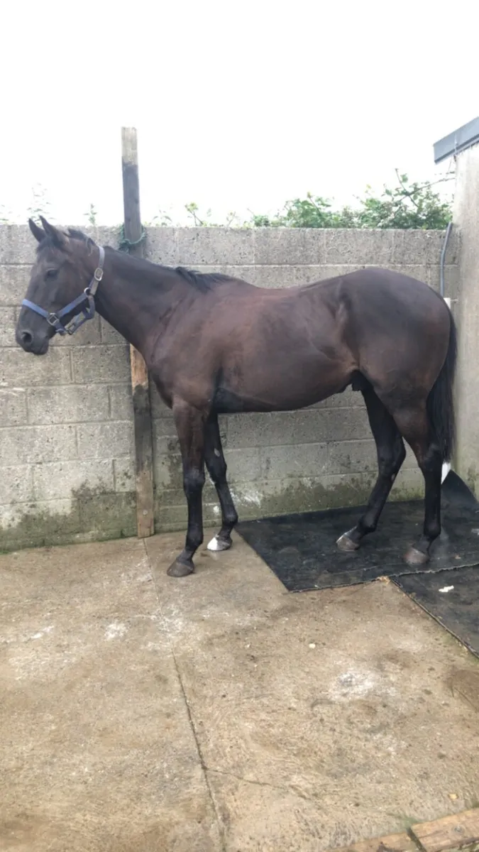 5yo gelding - Image 1