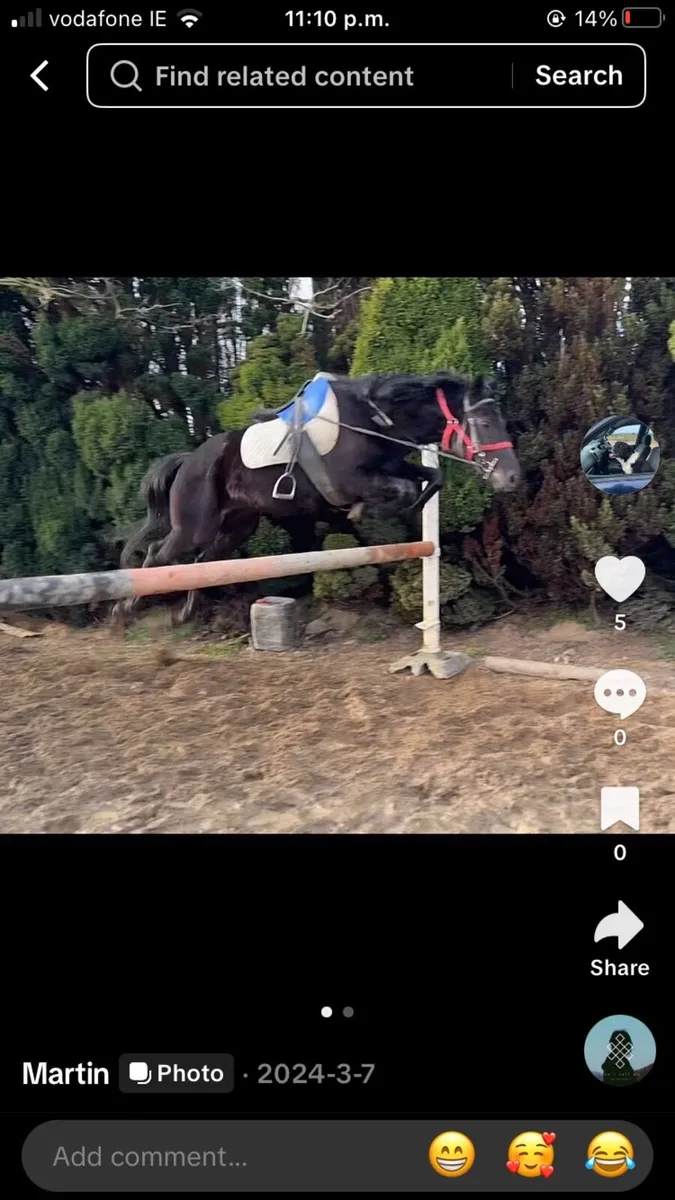 5yo gelding - Image 2