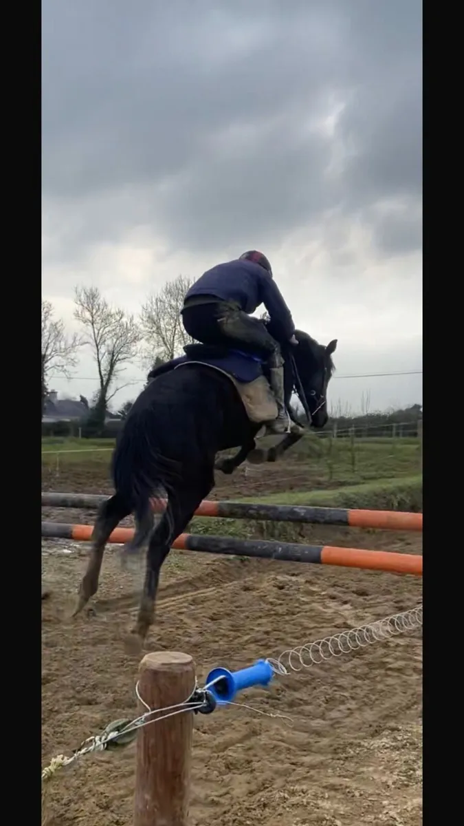 5yo gelding - Image 3