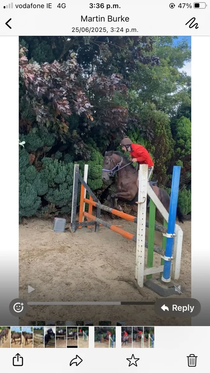 5yo gelding - Image 4