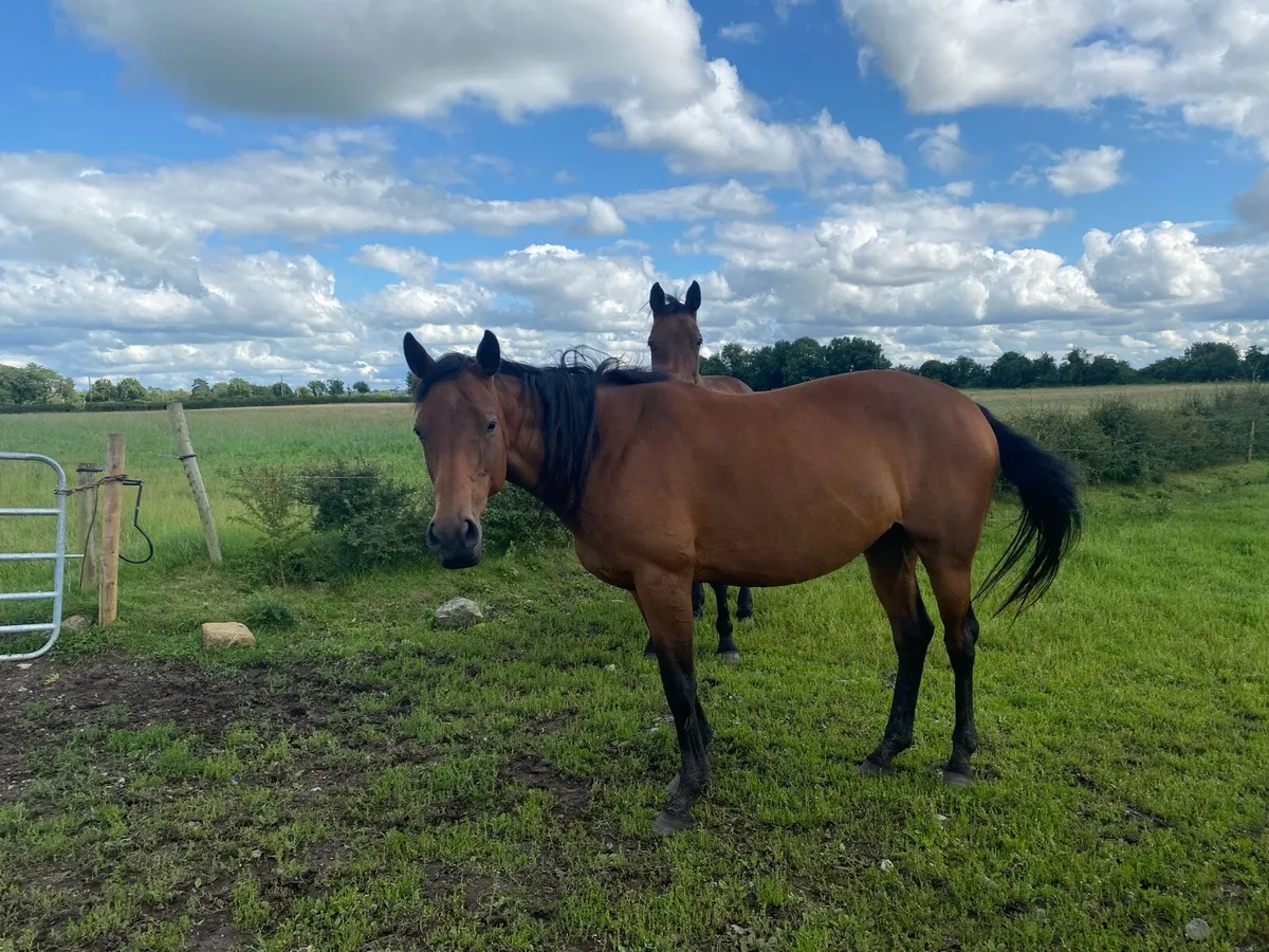 Horse - Image 1