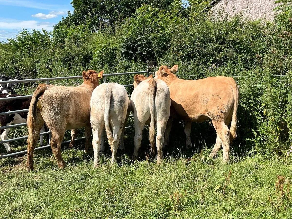 5 super 420 kg charlaois store heifers - Image 1