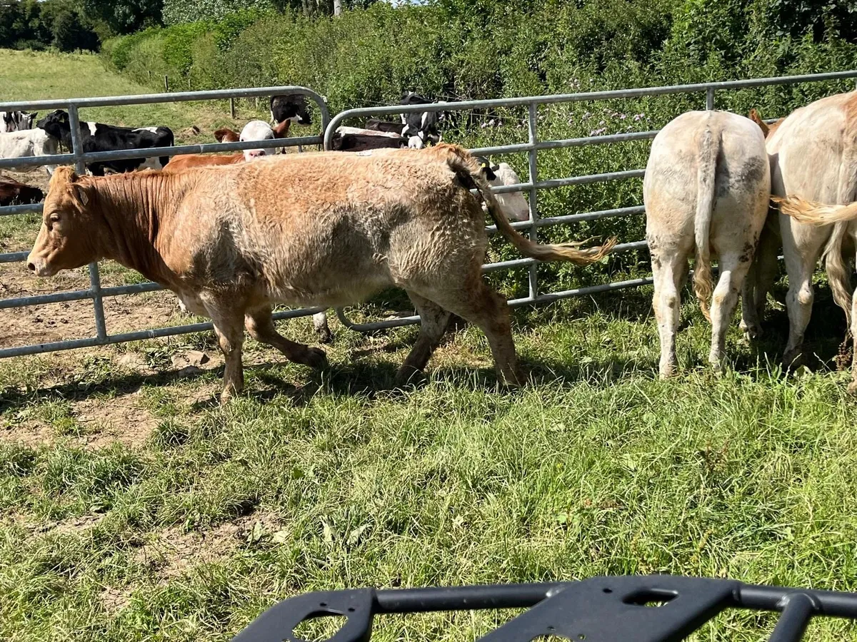 5 super 420 kg charlaois store heifers - Image 3