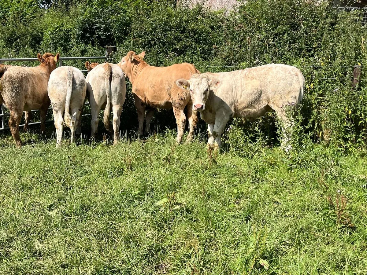 5 super 420 kg charlaois store heifers - Image 4