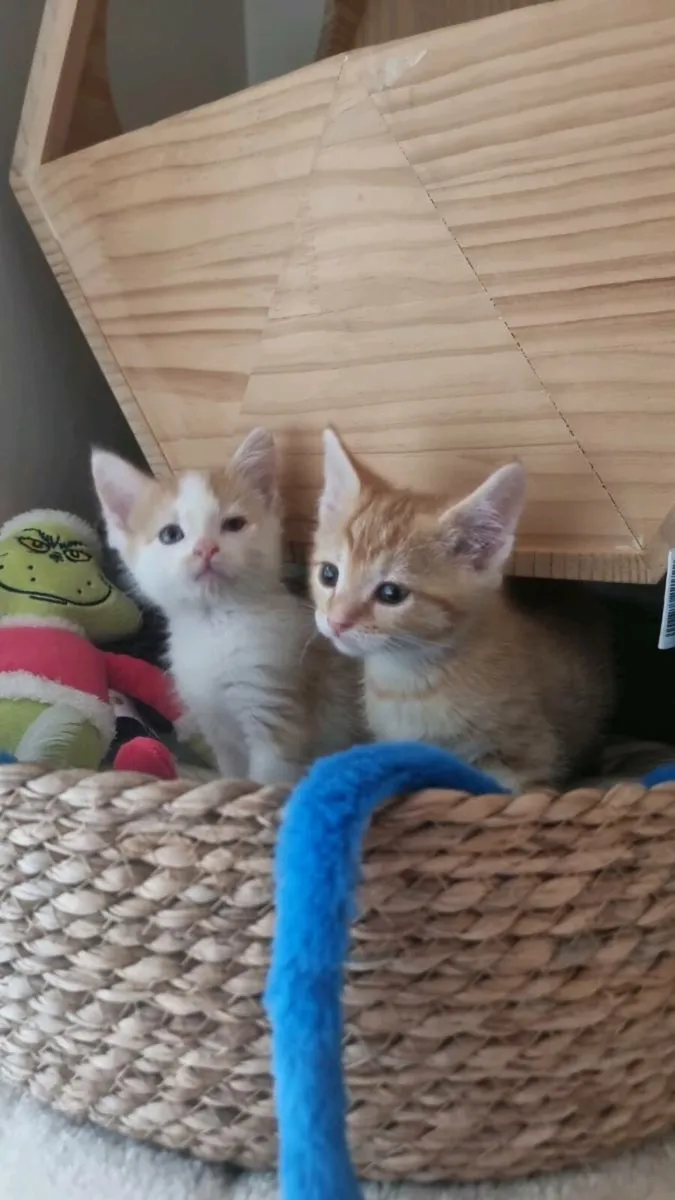 Beautiful half Ragdoll kittens 😸 - Image 1